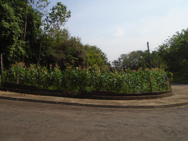 TERRENOS em JARDIM ALGENOR TADDEI, SAO JOSE DO RIO PARDO